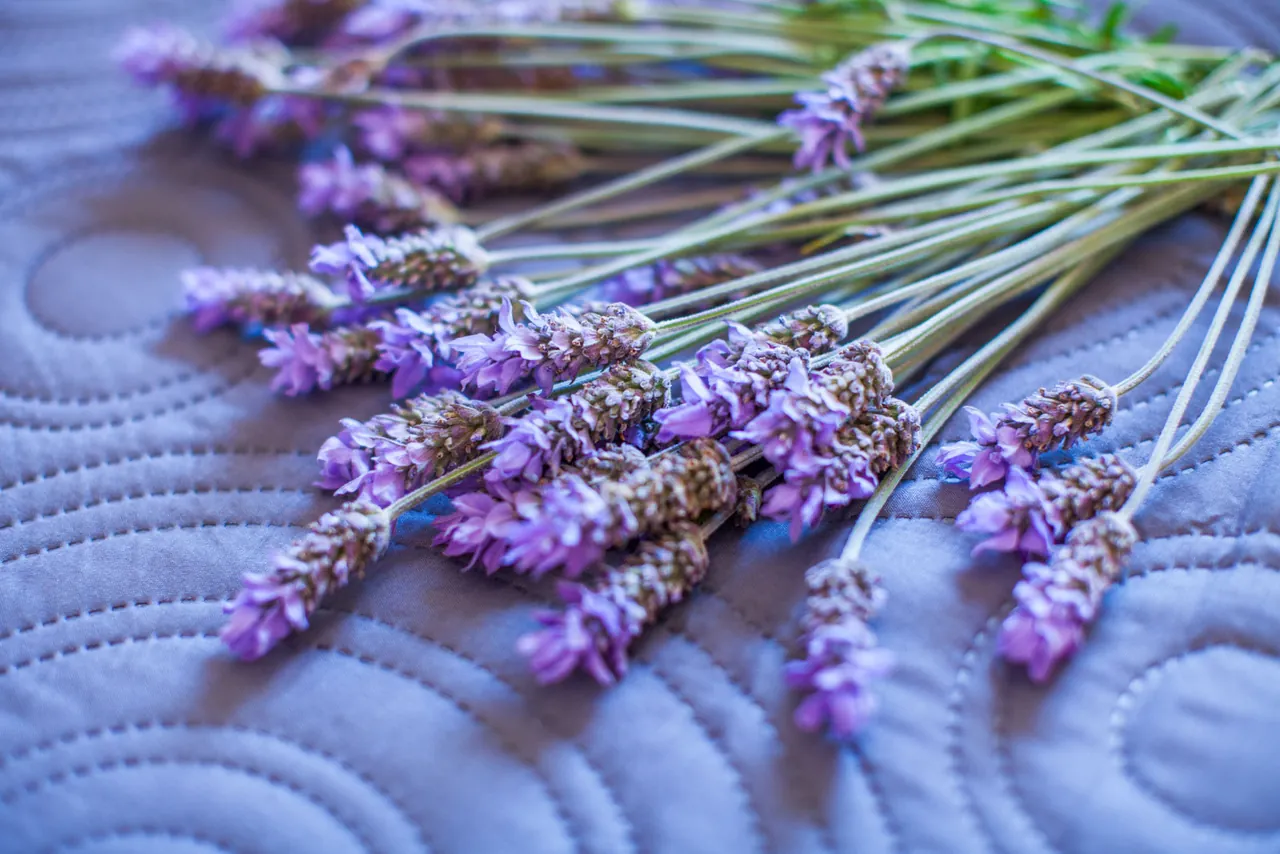 Lavanda na prekrivaču, apartman Nona Antonija, Komiža